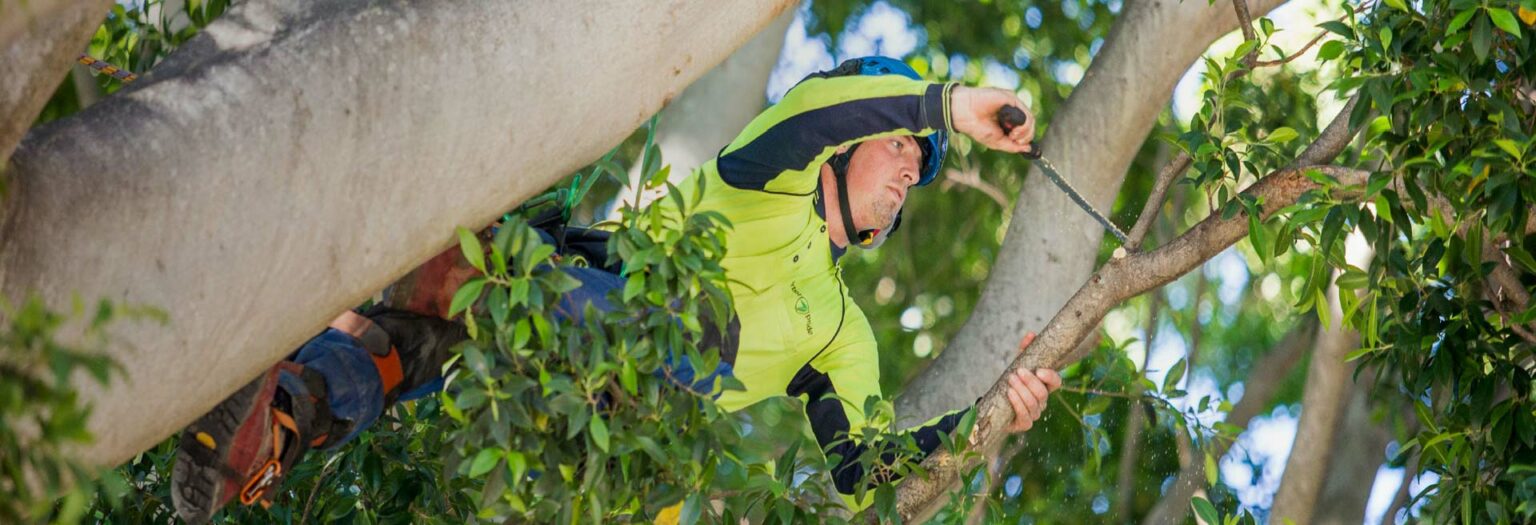 Commercial Hedge Trimming Brisbane Grass Business Brisbane